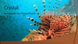  Presentation with fuzzy - Amazing theme having fuzzy - dwarf lionfish fish backdrop and a teal colored foreground