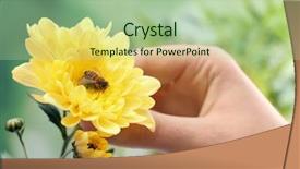  Presentation with fuzzy - PPT theme with fuzzy - honeybee collecting nectar from flower background and a mint green colored foreground