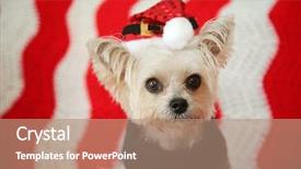 Presentation with cute christmas pug puppy dog - Beautiful PPT theme featuring fuzzy - small dog christmas a morkie backdrop and a coral colored foreground