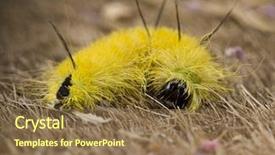  Presentation with fuzzy - Cool new PPT theme with fuzzy catapillar - american dagger moth caterpillar eats backdrop and a tawny brown colored foreground