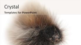  Presentation with moth - Cool new presentation theme with fuzzy catapillar - caterpillar of grass eggar is backdrop and a lemonade colored foreground