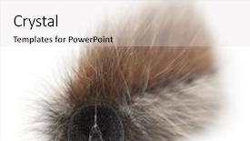  Presentation with moth - Beautiful PPT theme featuring fuzzy catapillar - caterpillar of grass eggar is backdrop and a light gray colored foreground