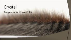  Presentation with caterpillar - Slides with fuzzy catapillar - caterpillar of grass eggar is background and a soft green colored foreground