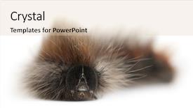  Presentation with moth - Slides with fuzzy catapillar - caterpillar of grass eggar is background and a lemonade colored foreground