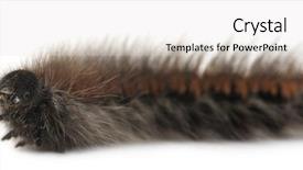  Presentation with moth - Cool new PPT theme with fuzzy catapillar - caterpillar of grass eggar is backdrop and a light gray colored foreground