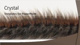  Presentation with moth - Theme with fuzzy catapillar - caterpillar of grass eggar is background and a soft green colored foreground