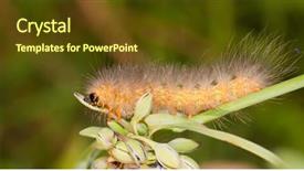  Presentation with caterpillar - Beautiful slide deck featuring fuzzy catapillar - yellow bear caterpillar feeding backdrop and a tawny brown colored foreground