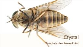  Presentation with monarch butterfly isolated on white - Theme having gad - dead horsefly isolated on white background and a cream colored foreground