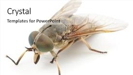  Presentation with live - Colorful PPT theme enhanced with gad - live horsefly isolated on white backdrop and a white colored foreground