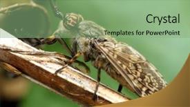  Presentation with fly - PPT theme having gad-fly haematopota pluvialis - dangerous background and a seafoam green colored foreground