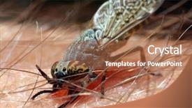  Presentation with fly - Audience pleasing slides consisting of gad-fly haematopota pluvialis - dangerous backdrop and a  colored foreground