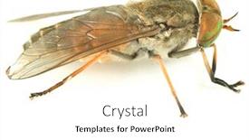  Presentation with studio - Beautiful PPT layouts featuring gadfly-closeup-studio-isolated backdrop and a white colored foreground