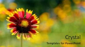  Presentation with bloom - Presentation enhanced with gaillardia blanket flower in bloom background and a gold colored foreground