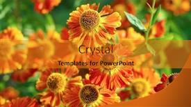  Presentation with floral - PPT theme consisting of gaillardia flowers bright floral background background and a gold colored foreground