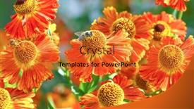  Presentation with floral - Beautiful slides featuring gaillardia-flowers-bright-floral-background backdrop and a gold colored foreground