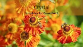  Presentation with floral - Theme with gaillardia-flowers-bright-floral-background background and a gold colored foreground