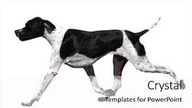  Presentation with pointer - Beautiful PPT theme featuring gait - black and white pointer isolated backdrop and a  colored foreground