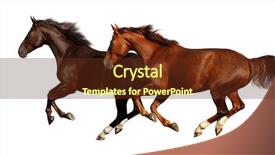  Presentation with horses - Presentation theme with gait - gallop horses background and a tawny brown colored foreground