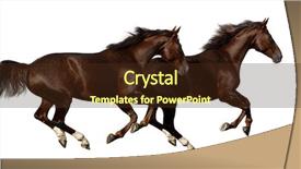  Presentation with horses - PPT theme consisting of gait - gallop horses background and a tawny brown colored foreground