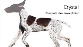  Presentation with german shorthaired pointer - Cool new presentation with gait - german shorthaired pointer isolated backdrop and a white colored foreground