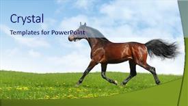  Presentation with realistic - Slide deck consisting of gait - hanoverian horse trots - realistic background and a light blue colored foreground