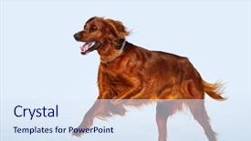  Presentation with super hero dog red - Slide deck featuring gait - happy dog breed irish red background and a sky blue colored foreground