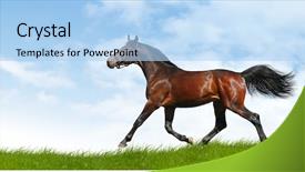  Presentation with horse - PPT layouts consisting of gait - horse trots background and a light blue colored foreground