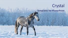  Presentation with horse in field - Audience pleasing slide deck consisting of gait - lonely gray horse walks backdrop and a lemonade colored foreground