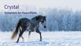  Presentation with lonely - PPT theme enhanced with gait - lonely gray horse walks background and a lemonade colored foreground