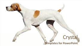  Presentation with pointer - Colorful PPT theme enhanced with gait - pointer isolated with clipping path backdrop and a cream colored foreground