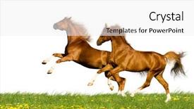  Presentation with bavarian lederhosen - Colorful theme enhanced with gait - two bavarian chesnut horses backdrop and a white colored foreground