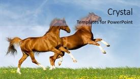  Presentation with horses - Colorful presentation theme enhanced with gait - two chesnut horses backdrop and a light blue colored foreground