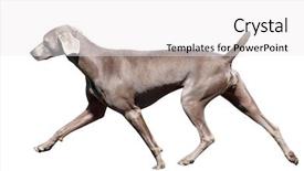  Presentation with clipping - Presentation featuring gait - weimaraner in action isolated background and a white colored foreground