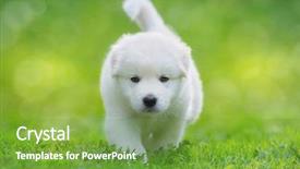  Presentation with old dog - PPT theme with gait - white puppy of mix breed background and a seafoam green colored foreground