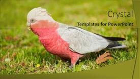  Presentation with parrot - Amazing PPT layouts having galah cockatoo eolophus roseicapilla is a common parrot of australia in the picture he is looking for seeds backdrop and a gold colored foreground