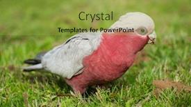  Presentation with parrot - Beautiful slide deck featuring galah cockatoo eolophus roseicapilla is a common parrot of australia on the picture he is looking for seeds backdrop and a yellow colored foreground