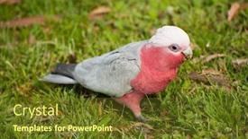  Presentation with parrot - Slides with galah cockatoo eolophus roseicapilla is a common parrot of australia on the picture he is looking for seeds background and a tawny brown colored foreground