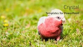  Presentation with parrot - Presentation theme having galah cockatoo eolophus roseicapilla is a common parrot of australia on the picture he is looking for seeds background and a yellow colored foreground