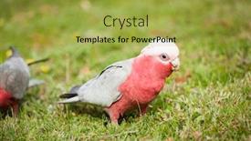  Presentation with parrot - Theme consisting of galah cockatoo eolophus roseicapilla is a common parrot of australia on the picture he is looking for seeds background and a yellow colored foreground