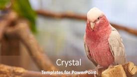  Presentation with parrot - Presentation with galah-cockatoo-pink-parrot background and a coral colored foreground