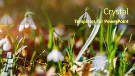  Presentation with snowdrop - Colorful presentation theme enhanced with galanthus-nivalis-ground-level-view backdrop and a tawny brown colored foreground