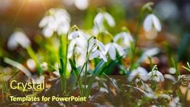  Presentation with snowdrop - Audience pleasing presentation design consisting of galanthus-nivalis-ground-level-view backdrop and a tawny brown colored foreground