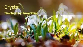  Presentation with snowdrop - Amazing PPT theme having galanthus-nivalis-ground-level-view backdrop and a tawny brown colored foreground