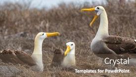  Presentation with ecuador - Amazing presentation theme having galapagos-albatross-aka-waved-albatrosses backdrop and a violet colored foreground