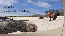  Presentation with animal nature - Slide set having galapagos animal wildlife nature photographer tourist photographing galapagos sea lion in sand lying on beach on gardner bay beach espanola island galapagos islands ecuador south america background and a light blue colored foreground