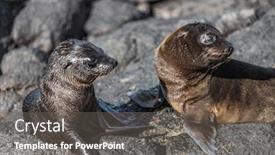  Presentation with animals nature - Colorful slides enhanced with islands amazing wildlife and nature backdrop and a gray colored foreground