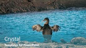  Presentation with sea animals - Presentation theme enhanced with galapagos-birds-and-animals-wildlife background and a teal colored foreground