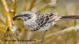  Presentation with nature animals birds - Theme consisting of galapagos-birds-espanola-mockingbird-sitting background and a gold colored foreground