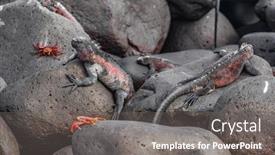  Presentation with animals nature - Amazing theme having galapagos-christmas-iguana-on-espanola backdrop and a gray colored foreground