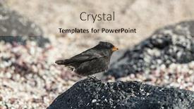  Presentation with airport ground handling - Colorful slide set enhanced with galapagos-darwin-finches-small-ground backdrop and a soft green colored foreground